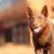 Red Dog