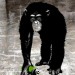 Rise of the Planet of the Apes - UK poster (2011)