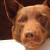 Red Dog (2011)
