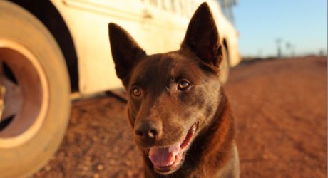 Red Dog