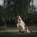 Melancholia Melancholia