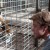 We Bought A Zoo - Matt Damon and a tiger