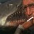 Jaws (1975)