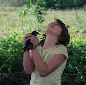 Kauwboy - Netherlands (81 mins, dir. Boudewijn Koole) Kauwboy - Netherlands (81 mins, dir. Boudewijn Koole)